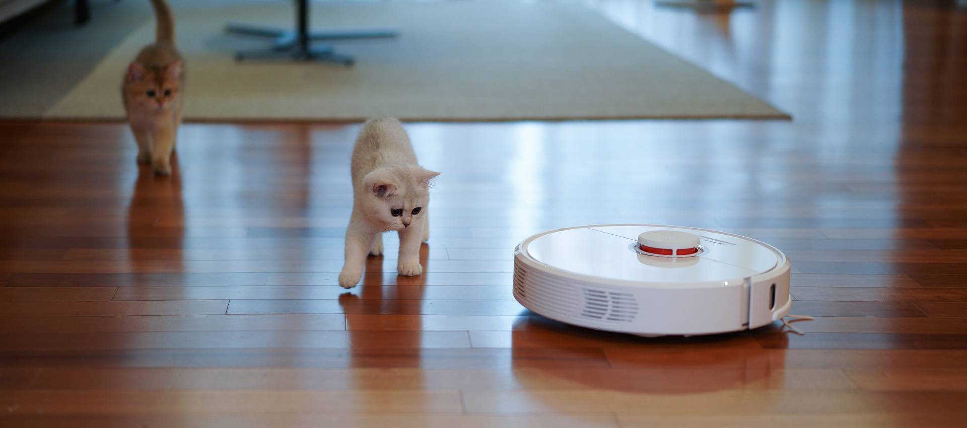cats and robotic hover