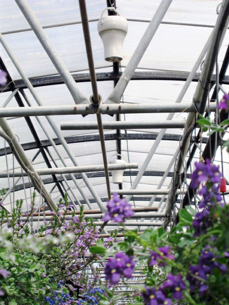 Timerline Gardens Install Airius Destratification to Reduce HVAC Costs and Improve Plant Growth