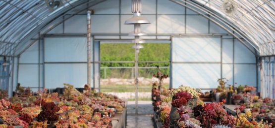 LED Lighting In The Horticultural & Commercial Growing Industries