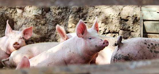 What-is-Swine-Flu-and-What-Are-The-Risks-Button