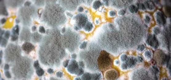 The-Dangers-Of-Mould-In-The-Home-Button