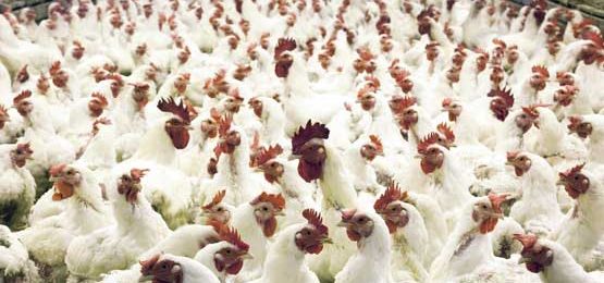 What-Is-The-Bird-Flu-Button