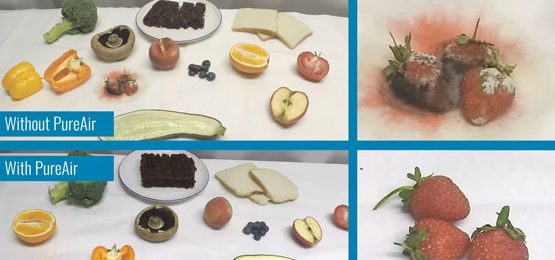 Airius-PureAIr-Series-Reducing-Mould-Growth-on-food-over-5-days