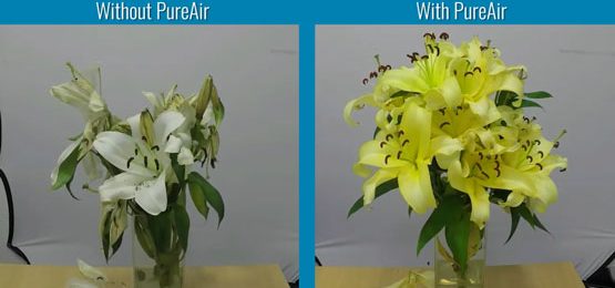 Airius PureAir Series Extending the shelf life of fresh flowers